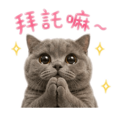 英短小波