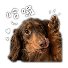漂釀狗