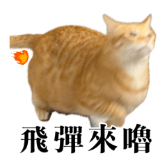 Kuumaomao_20260531211250