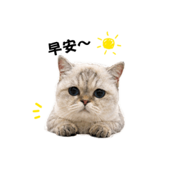 口愛n