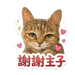 綣綣日常喵語錄