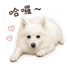 多多狐狸狗