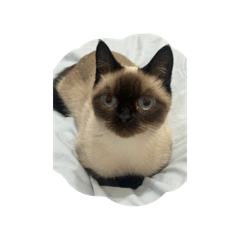 Siamese cat ♡