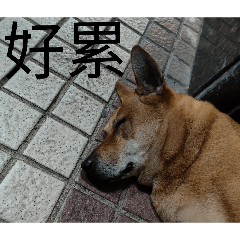 阿黃與茶茶