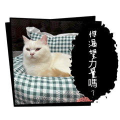 滷味&米漿貓貓