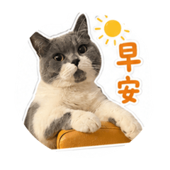 大胖小豬
