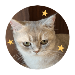 星期幾貓