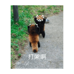 浣熊可愛貼圖