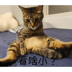 小貓愛嗆人