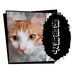 阿綺家的寵物