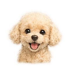 奶油貴賓汪家小花登場
