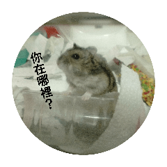 鼠鼠蘭香