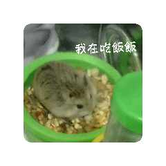 鼠鼠竹筍