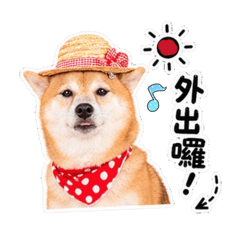 柴犬萬華豆豆