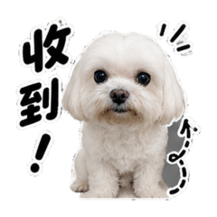 寵物狗毛毛躁躁