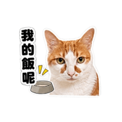 曾大咪 ： 喵言喵語