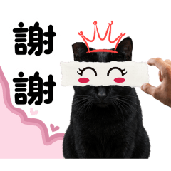 耳朵缺一角的阿喵