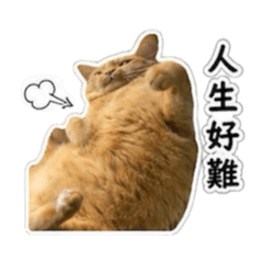 五吉阿肥2