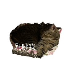 奇奇貓的貼圖