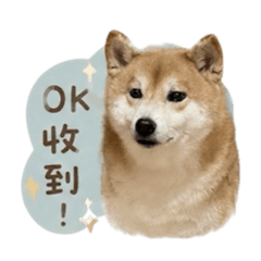 田卡比本狗