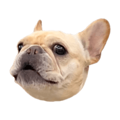 法鬥生氣圖鑑