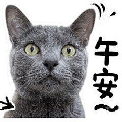 俄羅斯藍貓：優雅又搞笑的喵日常 (重製版)