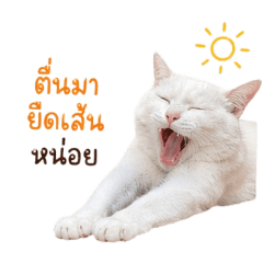 Pupe Kittiya_20260703143701