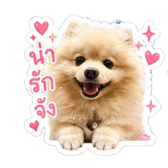 Buakaw.._The Dog