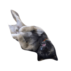 Blacknarak