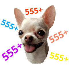 sassy chiwawa