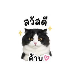 Mommy Meow's Diary_20260703202231