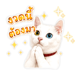 Cats_20260703213702