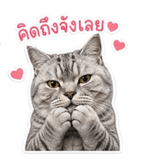Catslid_20260504122503