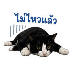 Shabu ver.2