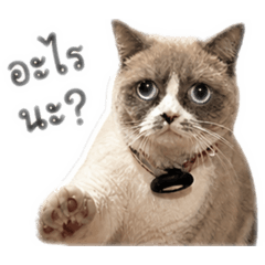 cutie cat_20260504123746
