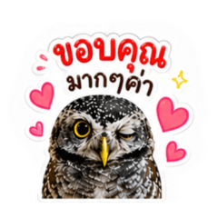 BuggyOwl_20260504125746