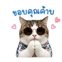 My cat Gino 2