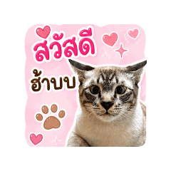 NOISYJOKER_20260504133820