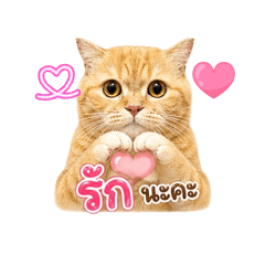 Mixed-breed cat_20260703231844