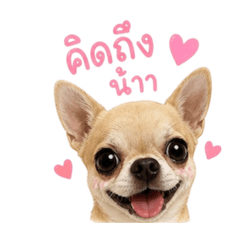 CP.DOG_20260504135432