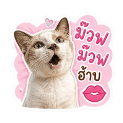 Chatty Kitty Daily