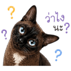 Thongdee thai ver.