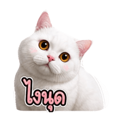 Kaitom no.1