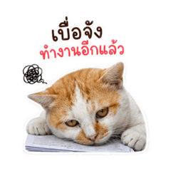 Fang_20260504155500