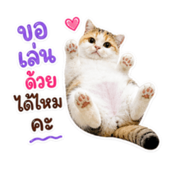 Phatta Kae_20260504160352