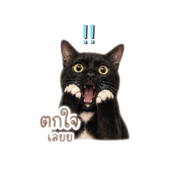 Pet lover_20260504160651