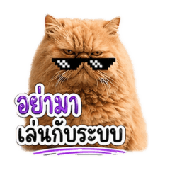 Home Cat7_20260504162344