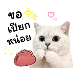 Mantou cattt