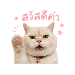 Jenjira_20260504162500