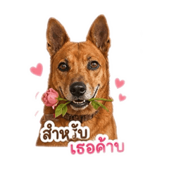 saesuttida.sc@gmail.com_20260504163140